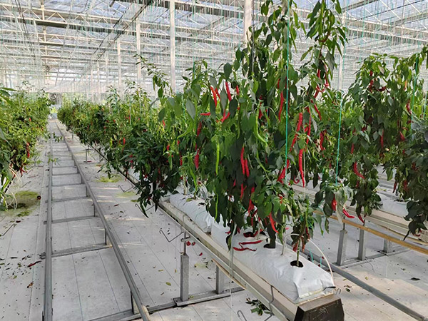 無(wú)土栽培辣椒種植
