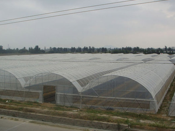 江蘇蔬菜薄膜大棚